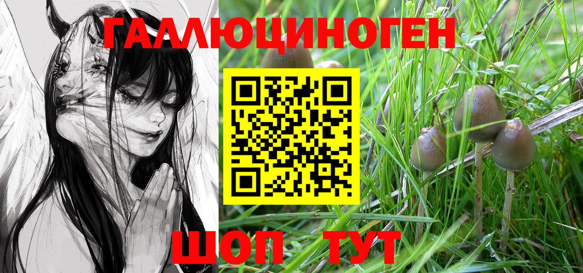 Галлюциногенные грибы Cubensis Краснознаменск
